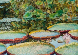 Lily Pads