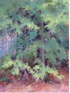 Water Oak