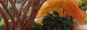 Fall-III-1140x398